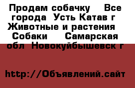 Продам собачку  - Все города, Усть-Катав г. Животные и растения » Собаки   . Самарская обл.,Новокуйбышевск г.